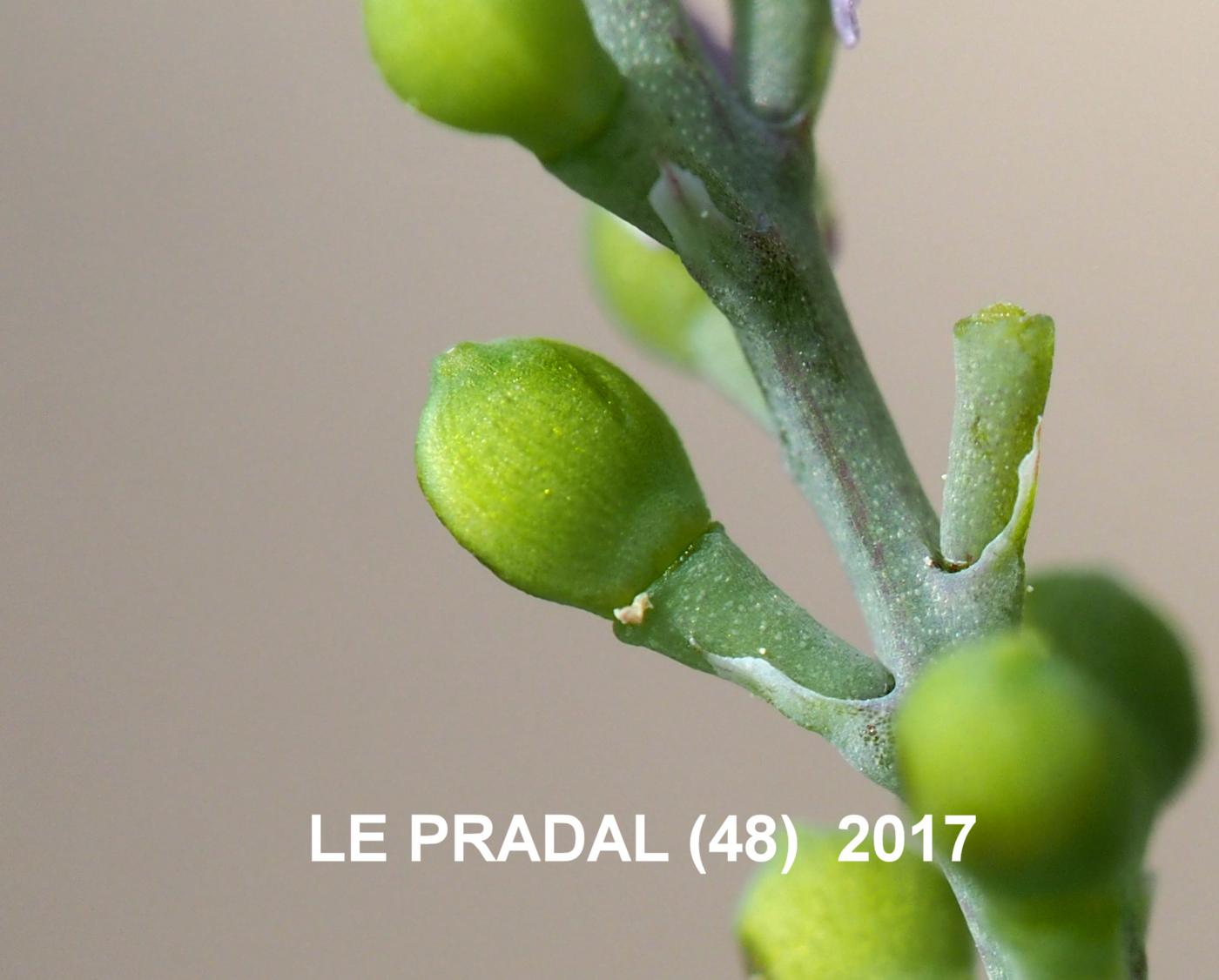 Fumitory, Small-flowered fruit